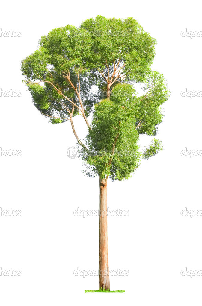 Tree on white background