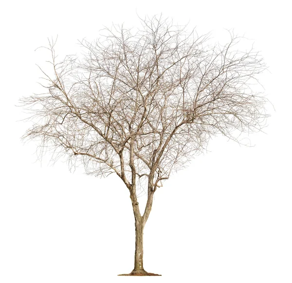 Árbol sobre fondo blanco — Foto de Stock