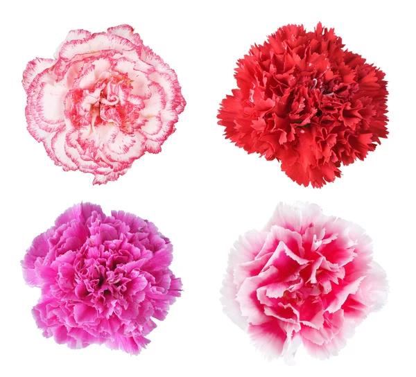 Carnation — Stock Photo, Image