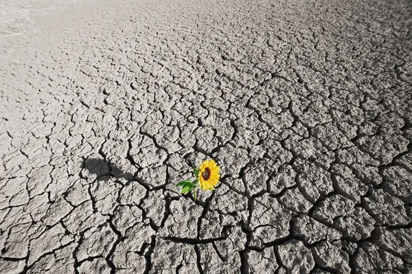 Solo seco e planta em crescimento — Fotografia de Stock