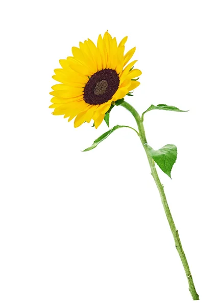 Girasole giallo — Foto Stock