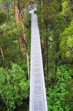 Rainforest görünümü