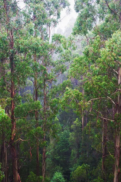 Vista da floresta tropical — Fotografia de Stock