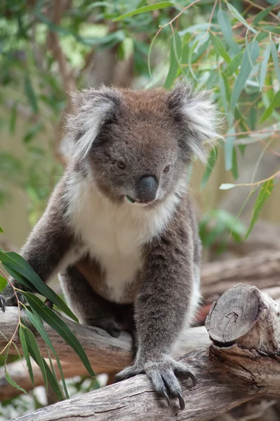 Macierzystego australijskiego koala — Zdjęcie stockowe