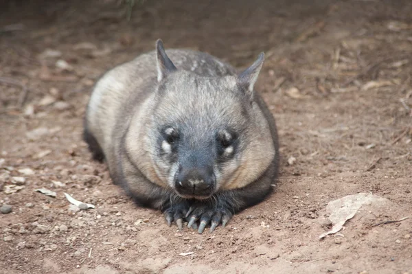 Native australian Wombat — Stock Photo, Image