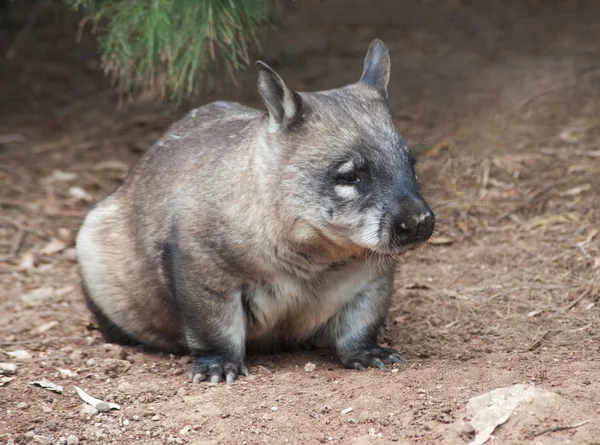 Bennszülött ausztrál Wombat — Stock Fotó