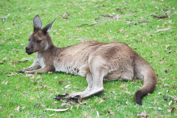 Canguru australiano nativo — Fotografia de Stock