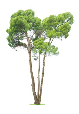 Beyaz arkaplanda ağaç