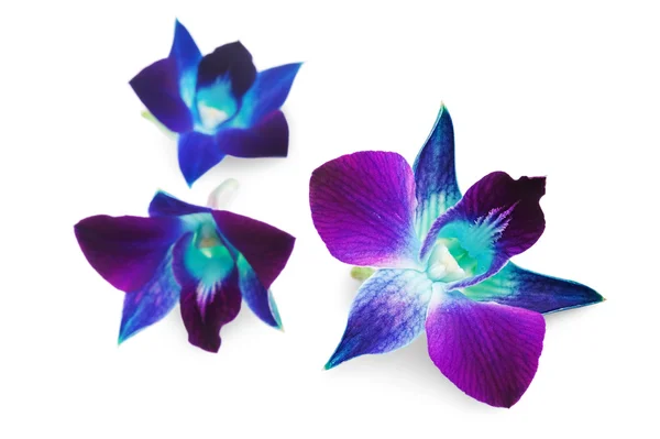 Orchidea viola intenso — Foto Stock