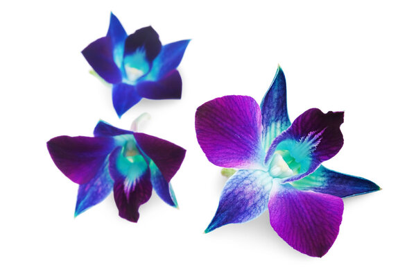 Фиолетовая орхидея
