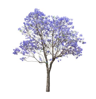 beautiful blooming Jacaranda tree clipart