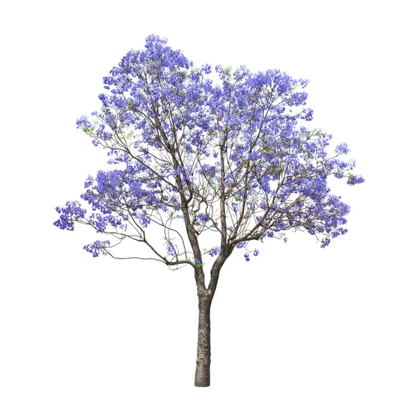 Virágzó jacaranda fák — Stock Fotó