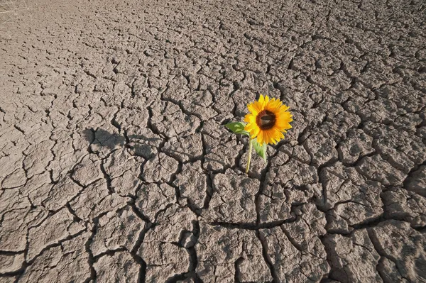 Sol uscat și plante în creștere — Fotografie, imagine de stoc
