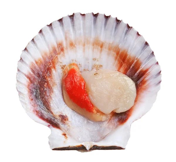 Fresh opened scallop — Stock Photo, Image