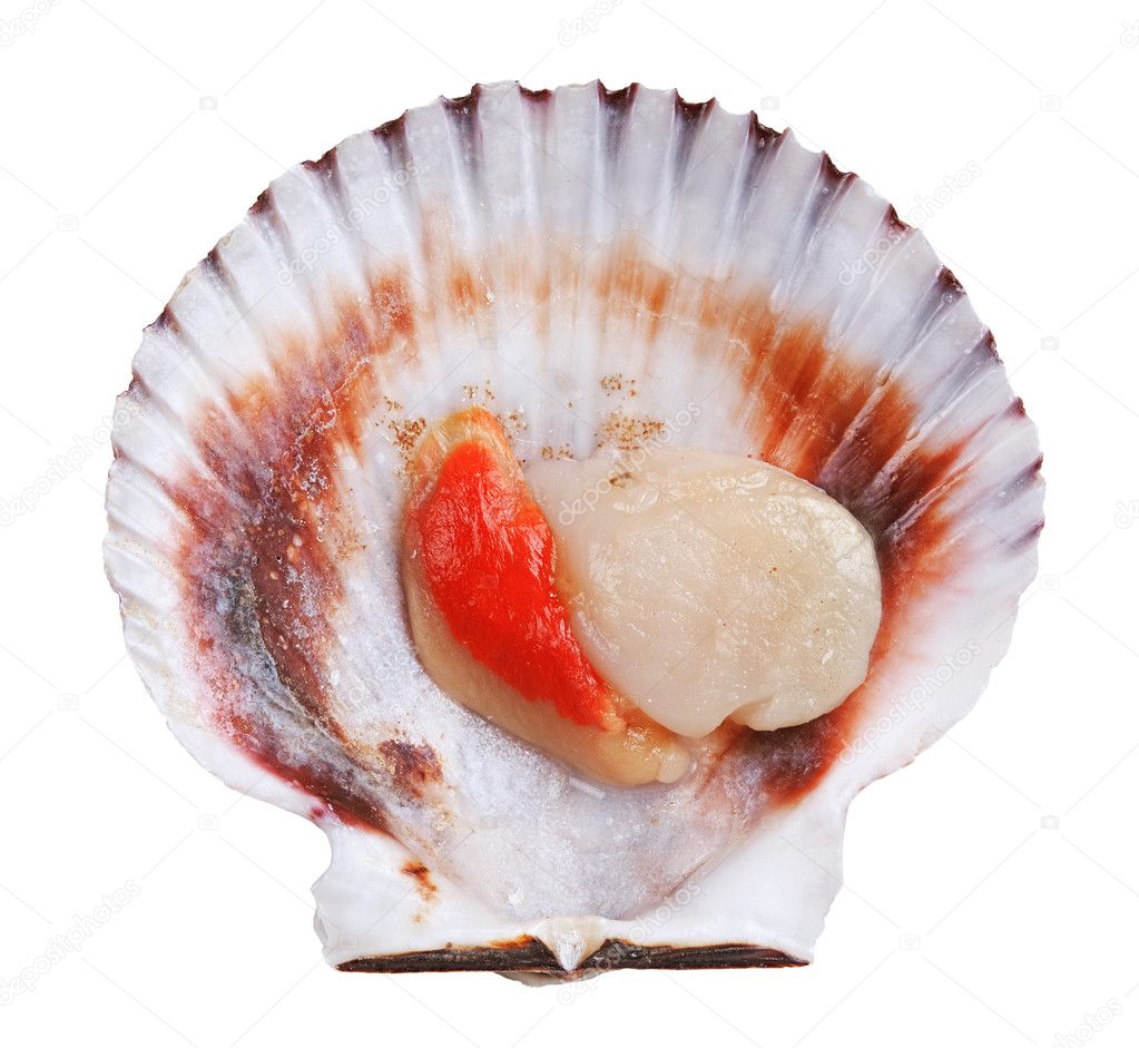 Fresh opened scallop