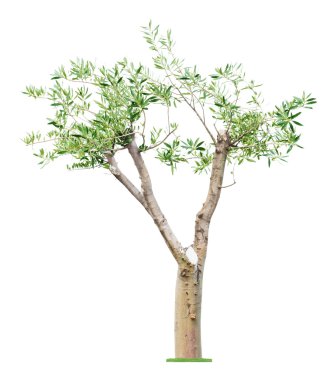 Old pruned tree clipart