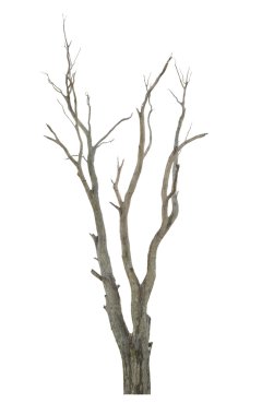 Beyaz arkaplanda ağaç