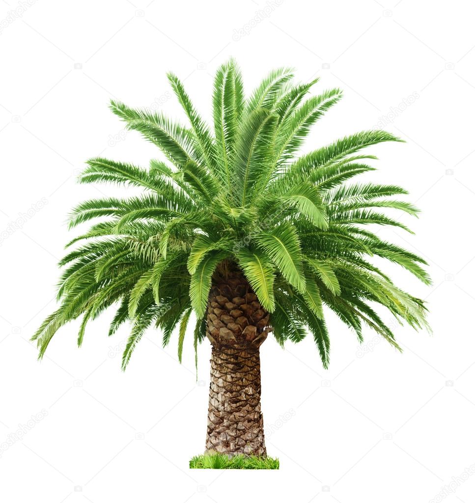 Palm on white background