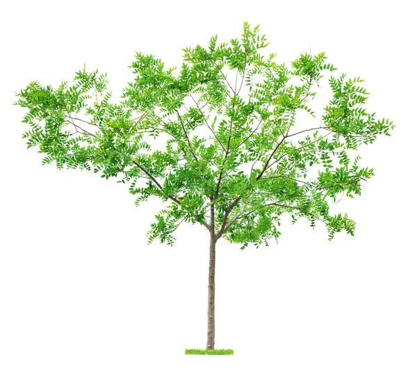 Albero su sfondo bianco — Foto Stock