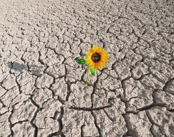Solo seco e planta em crescimento — Fotografia de Stock