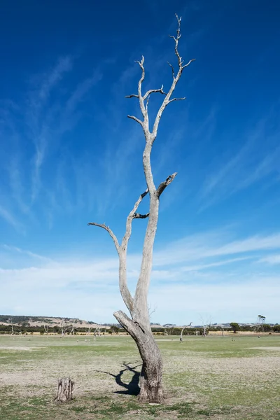 Árvore velha e morta — Fotografia de Stock