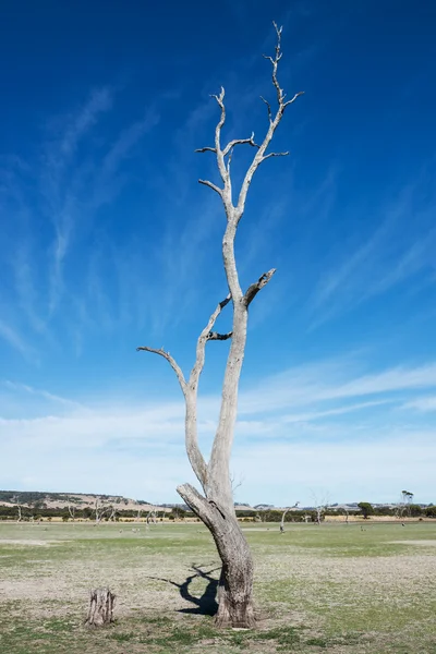 Albero vecchio e morto — Foto Stock