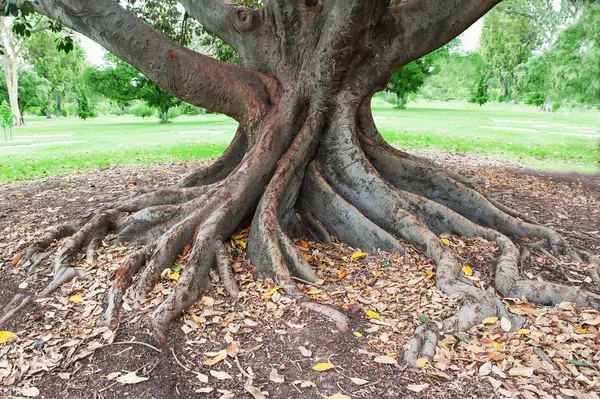 Raíces de árboles grandes — Foto de Stock