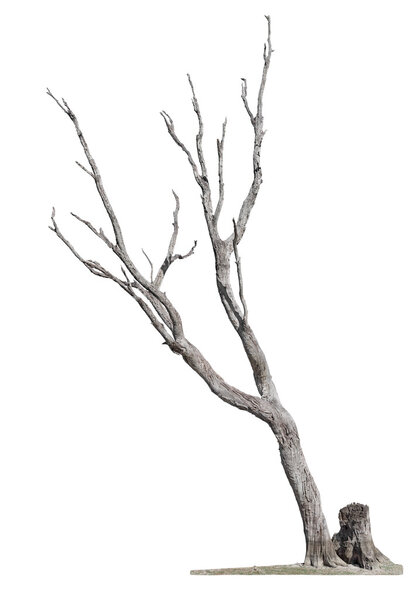 Tree on white background