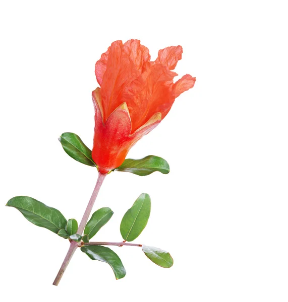 Pomegranate  flower — Stock Photo, Image