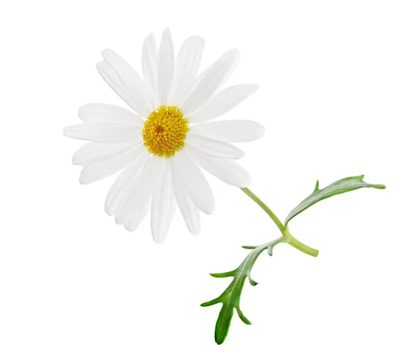 Camomilla fiore — Foto Stock