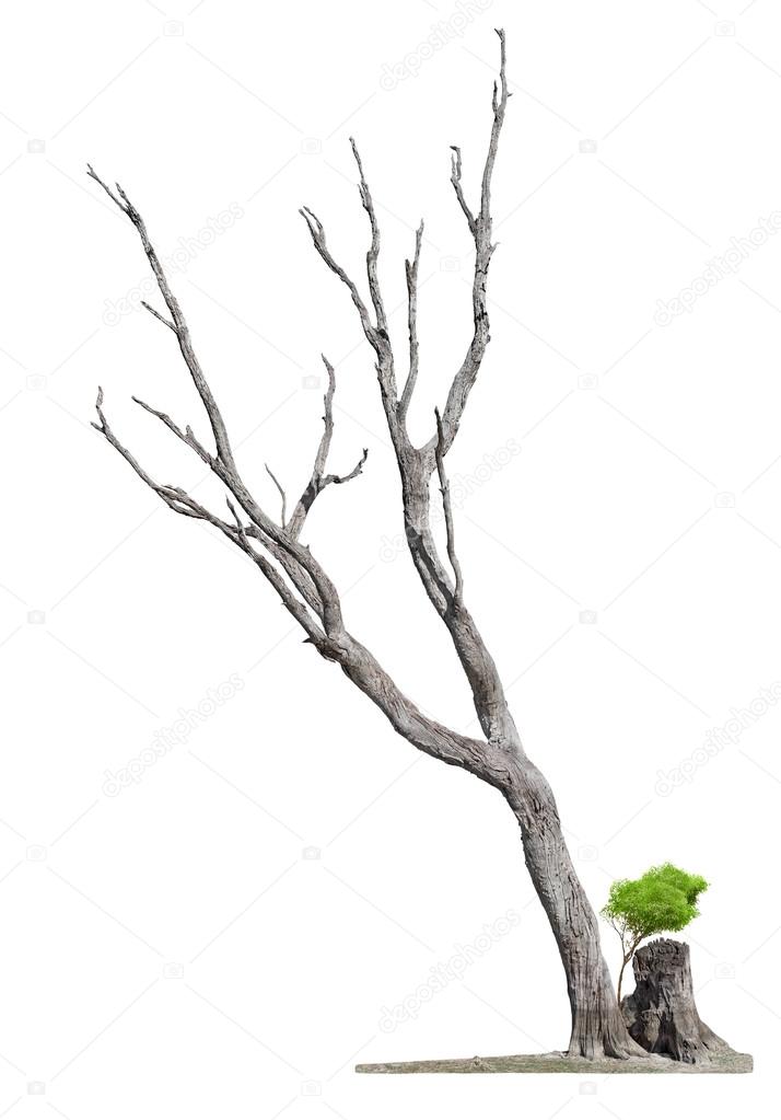 Old tree on white background.Concept death and life revival