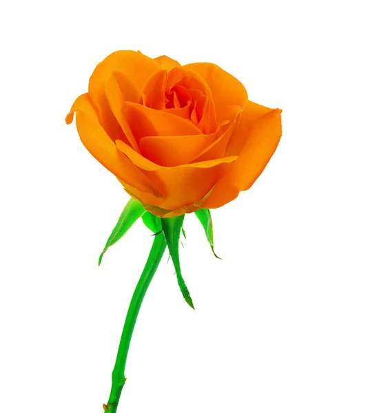 Beautiful orange  rose — Stock Photo, Image