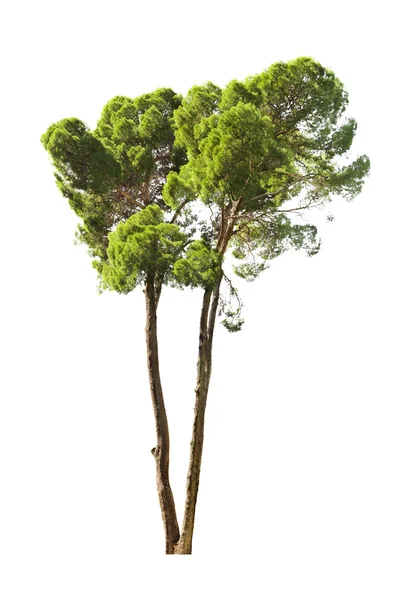 Albero su sfondo bianco — Foto Stock