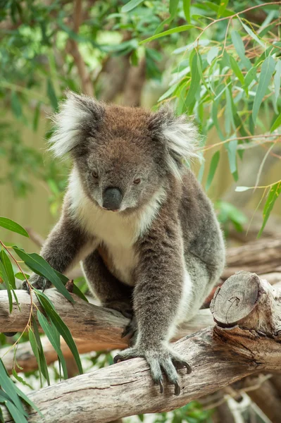 Infödda australiensiska koala — Stockfoto