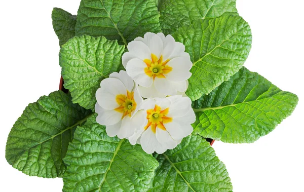 Flores de primula blancas —  Fotos de Stock