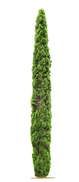 Cypress fa fehér háttér — Stock Fotó