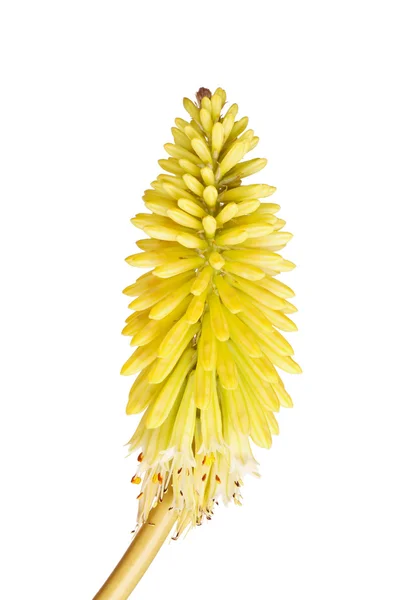 Short stem with bright yellow flowers of Kniphofia — Stock Photo, Image