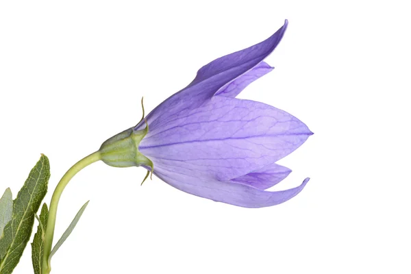 Flower and leaves of a balloon flower on white — Stock Photo, Image