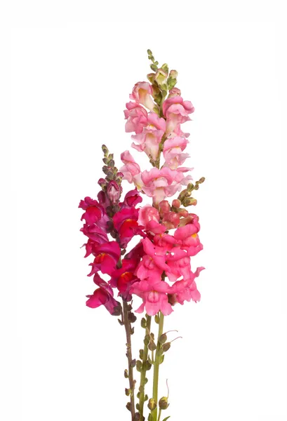 Stjälkar av rosa, rött och lila shapdragon blommor isolerad på whi — Stockfoto