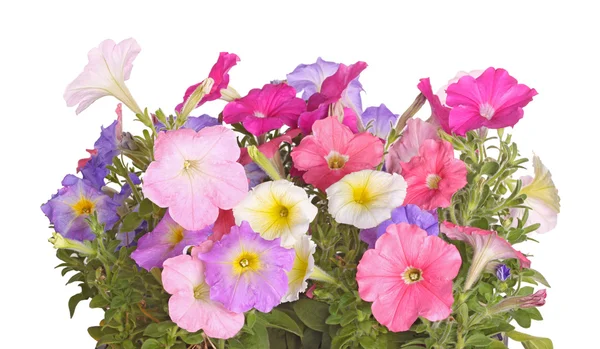 Färgglada blommor av petunia plantor — Stockfoto