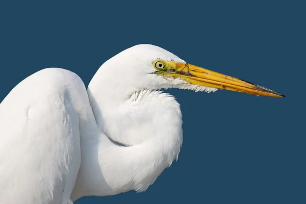 American grande egret contra um fundo azul — Fotografia de Stock