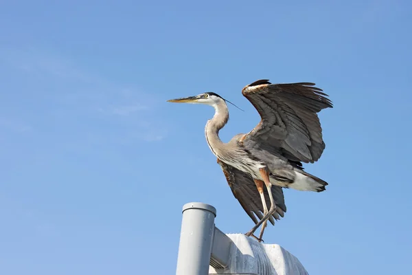 Grande airone blu con ali sparse vicino a Sarasota, Florida — Foto Stock