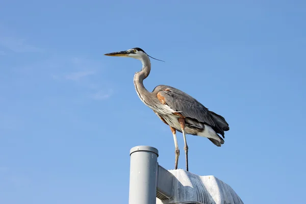 Sarasota, florida yakınlarında bir direk üzerinde duran büyük mavi balıkçıl — Stok fotoğraf