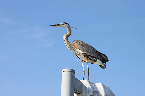 Great blue heron standing on a pole near Sarasota, Florida