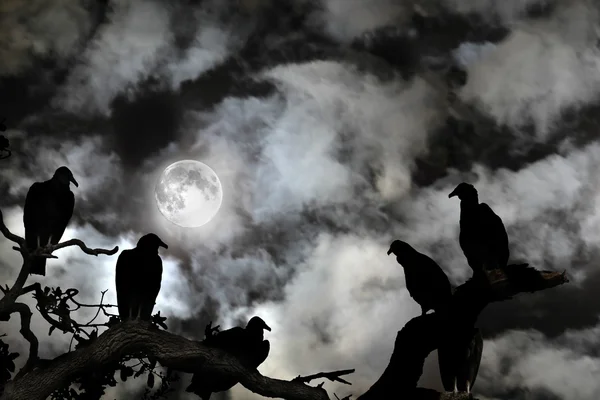 Vautours silhouette contre une pleine lune et un ciel effrayant — Photo