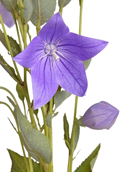 Flower, bud and leaves of a balloon flower on white — Stock Photo, Image