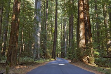 Kaliforniya redwood grove aracılığıyla çalışan yol
