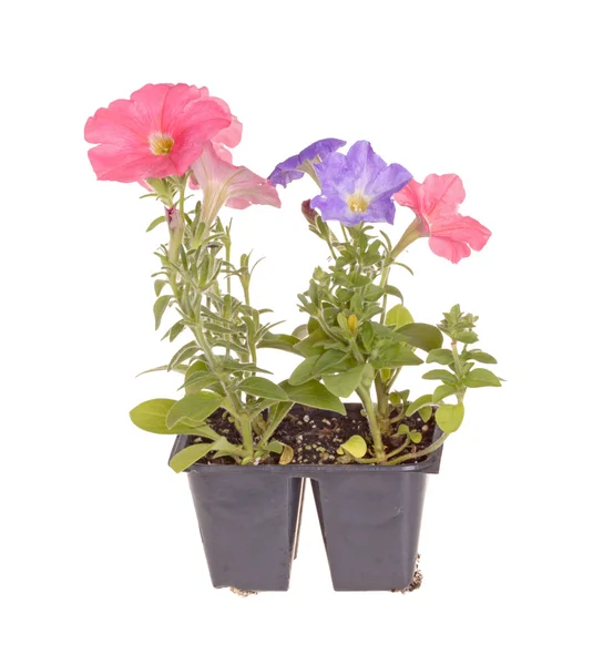 Petunia plantor redo för omplantering-Pack — Stockfoto