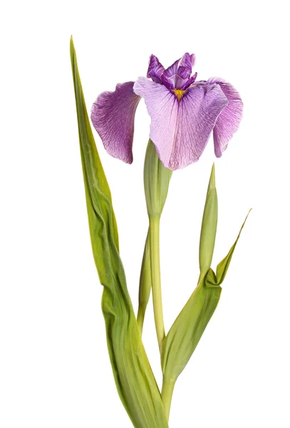 Blomma, blad och utveckla knoppar av en pseudata iris — Stockfoto