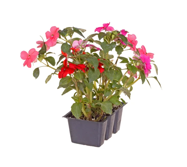 Förpackning med rosa och röda impatiens plantor redo för omplantering — Stockfoto